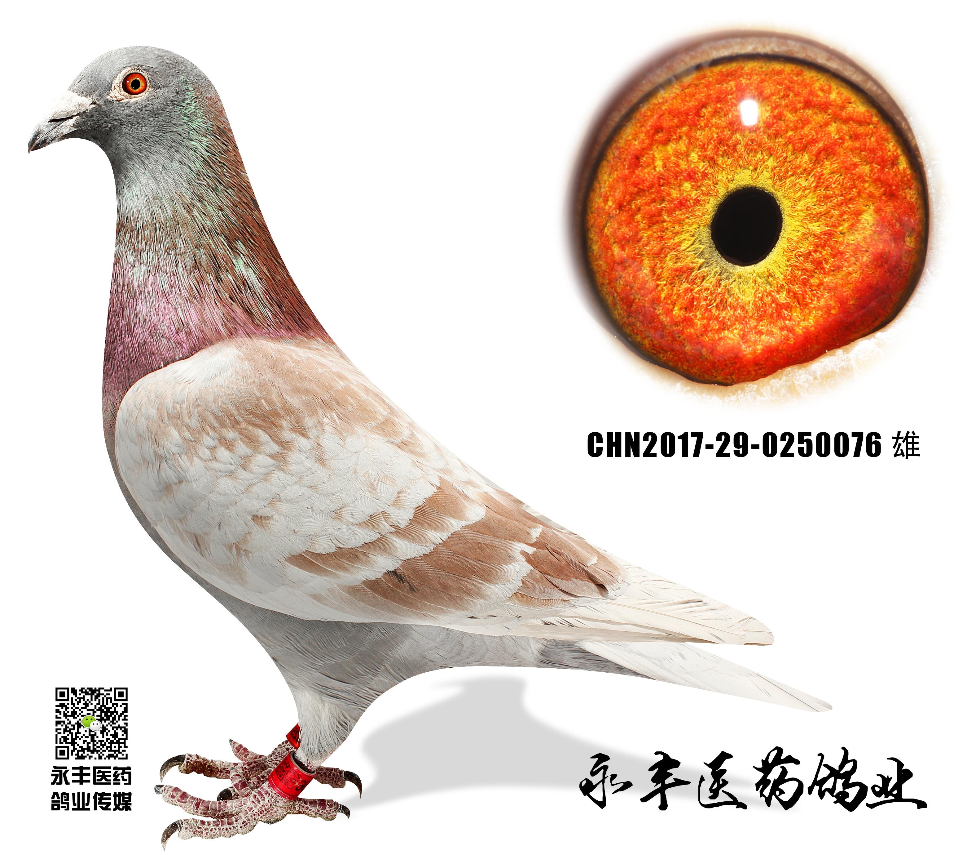 天外天"红狐"冠军