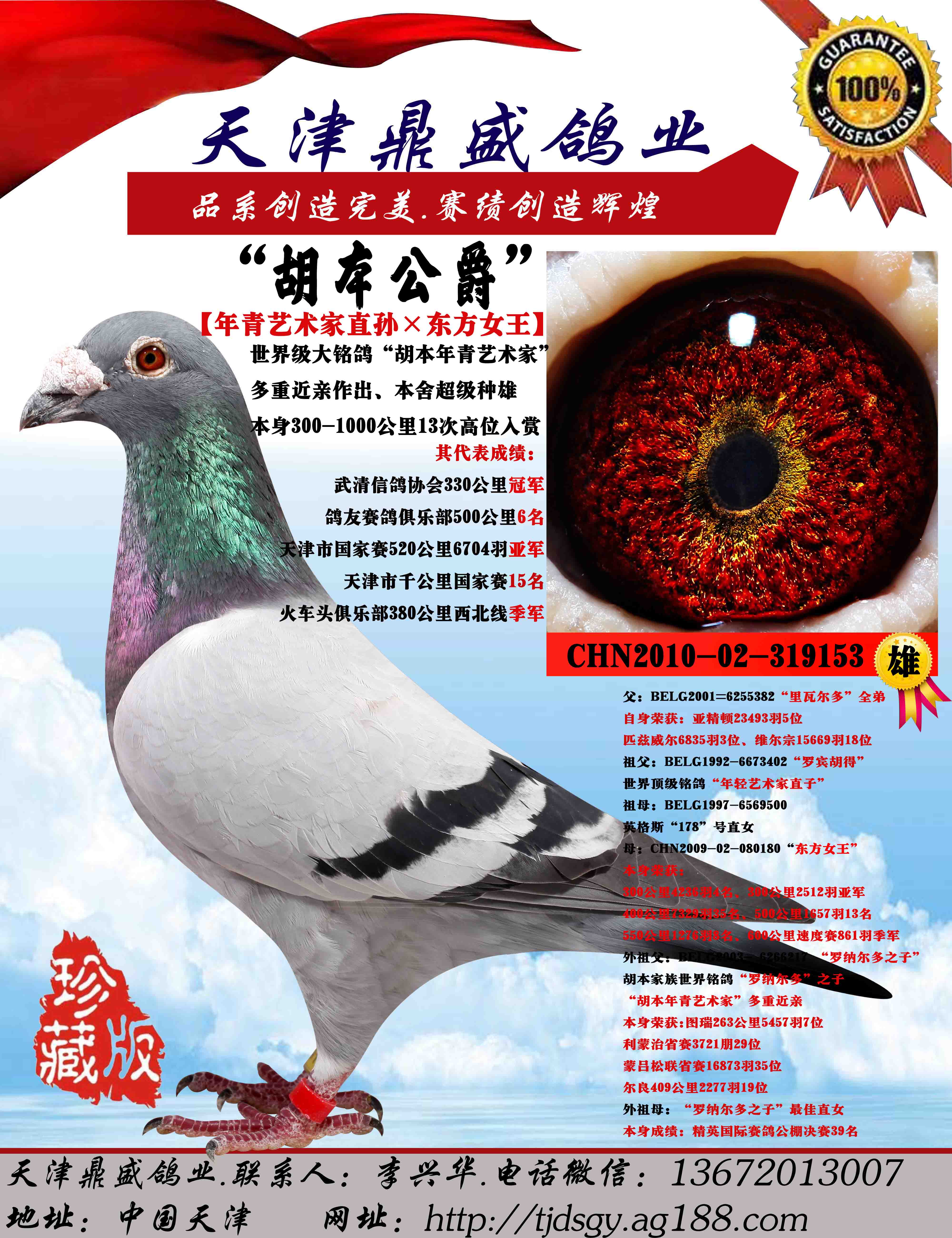 "胡本公爵"_天津鼎盛鸽业_ ag188.com爱鸽商城_中信网