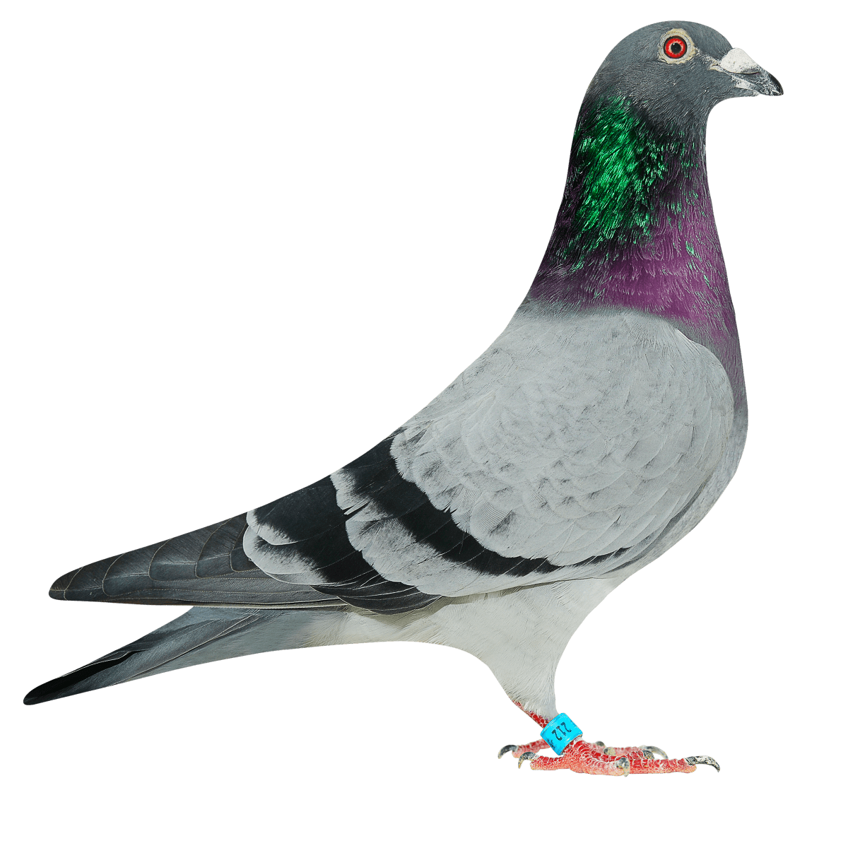 com爱鸽商城_中国信鸽信息网