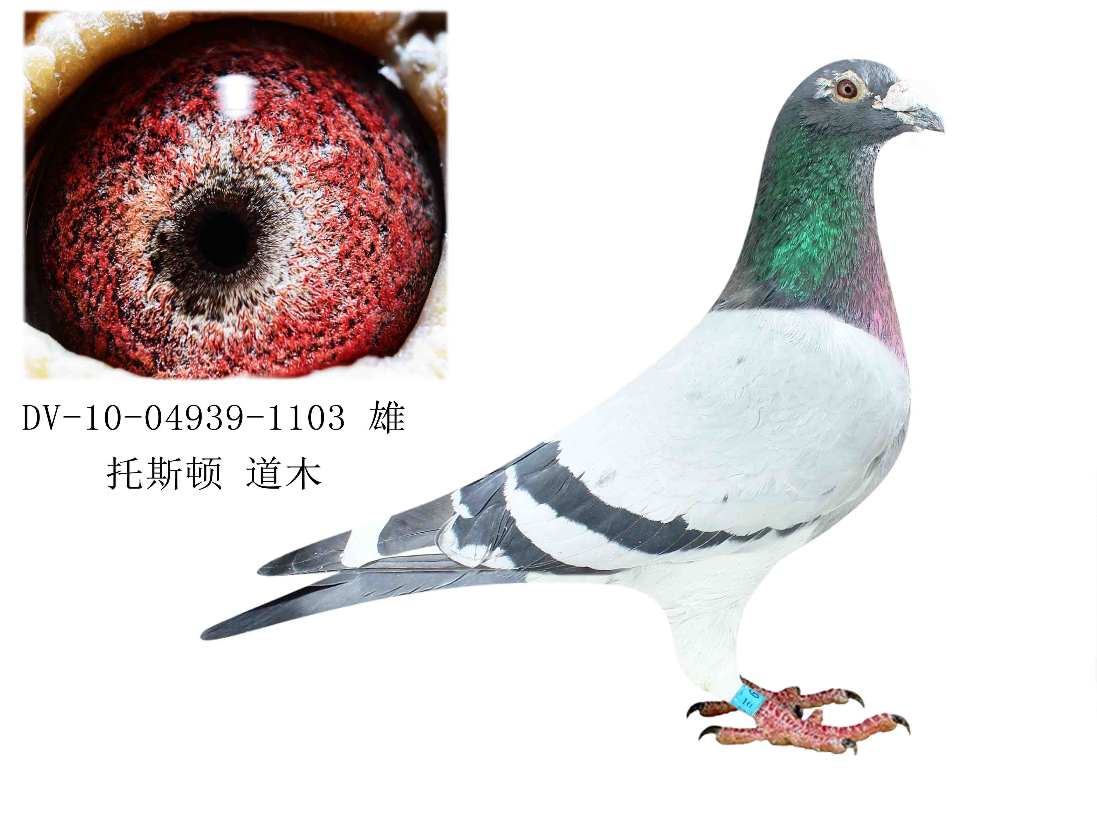 托斯顿 道木