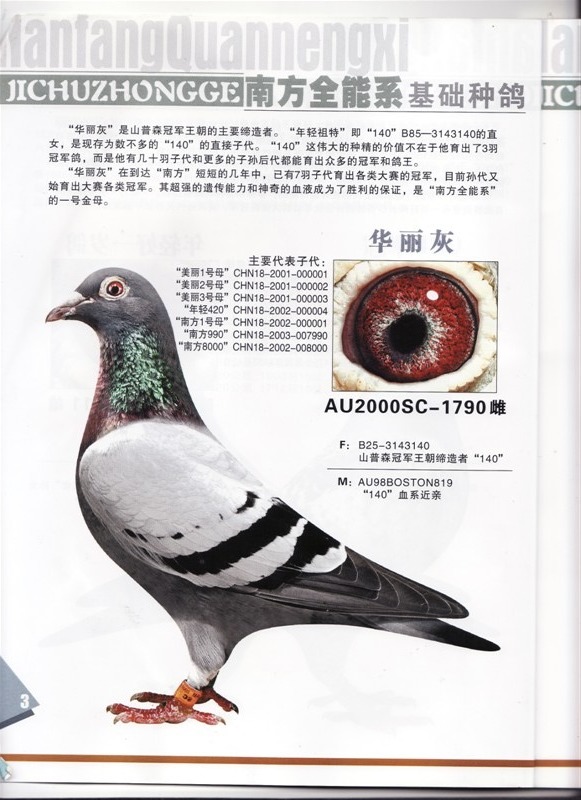 com爱鸽商城_中国信鸽信息网