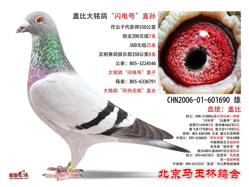 盖比大铭鸽"闪电号"直孙_北京马玉林鸽舍-中信网爱鸽商城