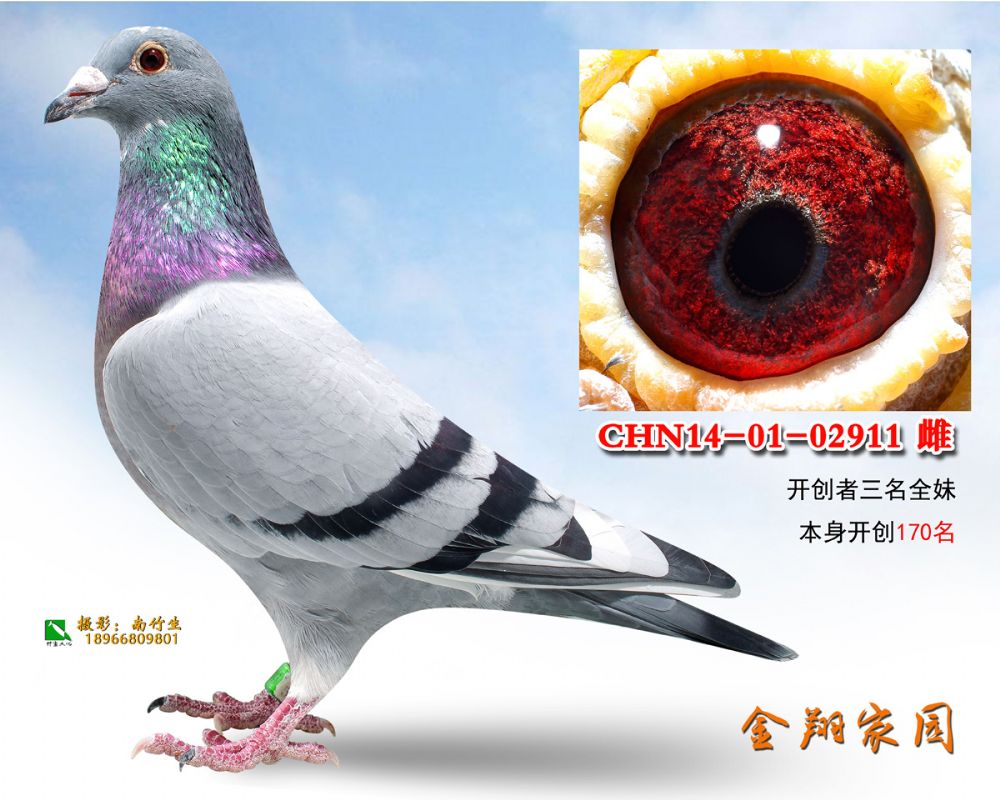 14-01-02911副本_内蒙金翔家园_ ag188.com爱鸽商城_中国信鸽信息网