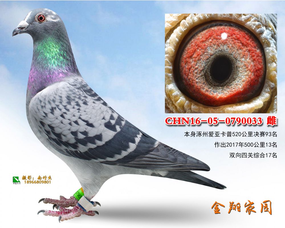 16-05-0790033副本_内蒙金翔家园-中信网爱鸽商城