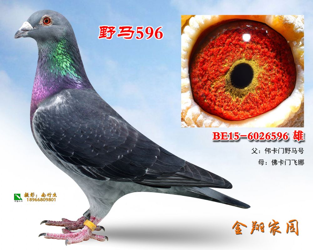 be15-6026596副本副本_内蒙金翔家园_ ag188.