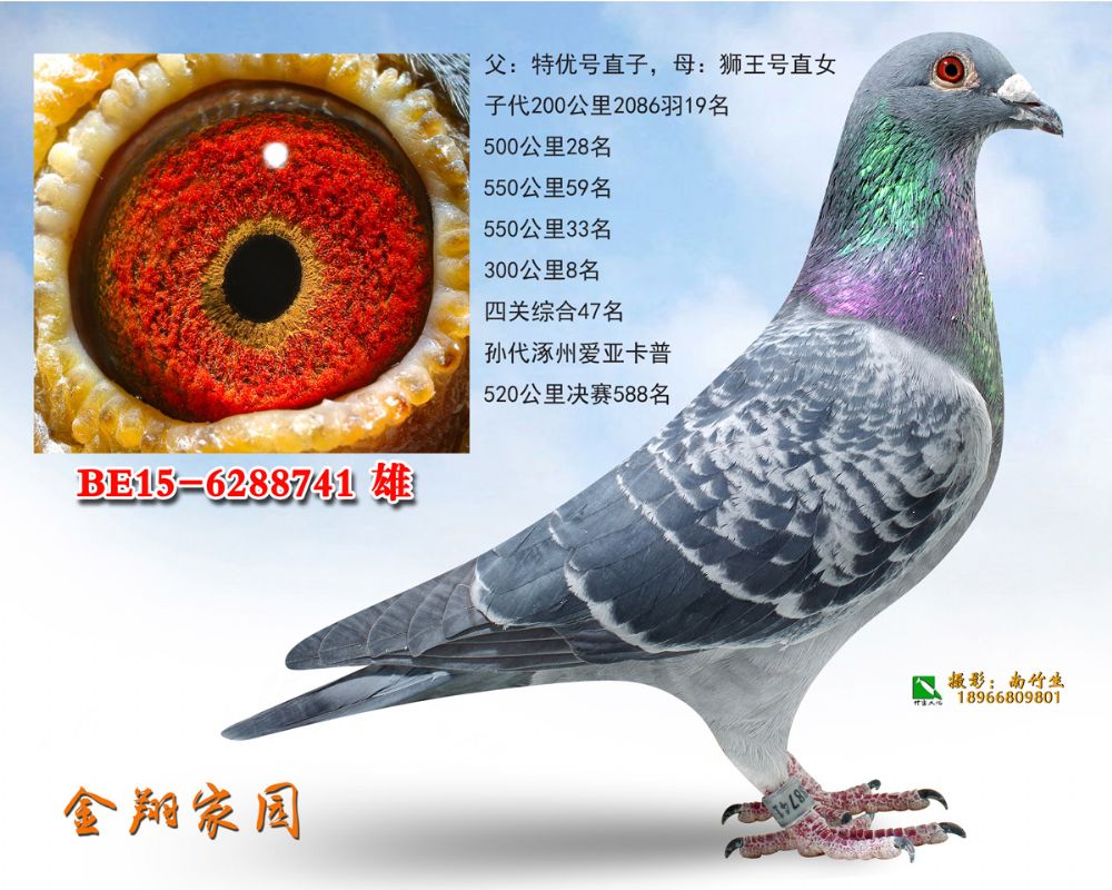 be15-6288741副本_内蒙金翔家园_ ag188.com爱鸽商城_中国信鸽信息网
