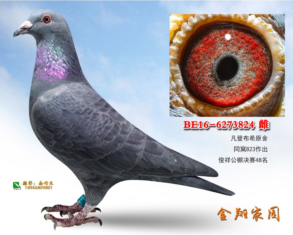 be16-6273824副本_内蒙金翔家园-中信网爱鸽商城