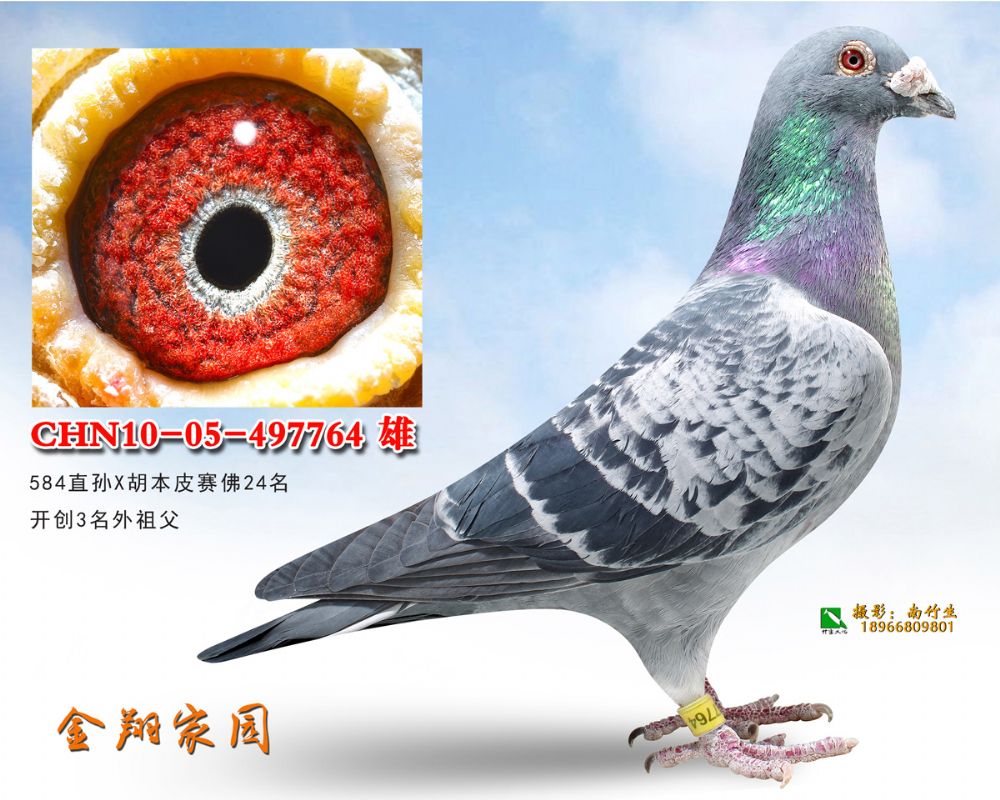 10-05-497764副本_内蒙金翔家园-中信网爱鸽商城