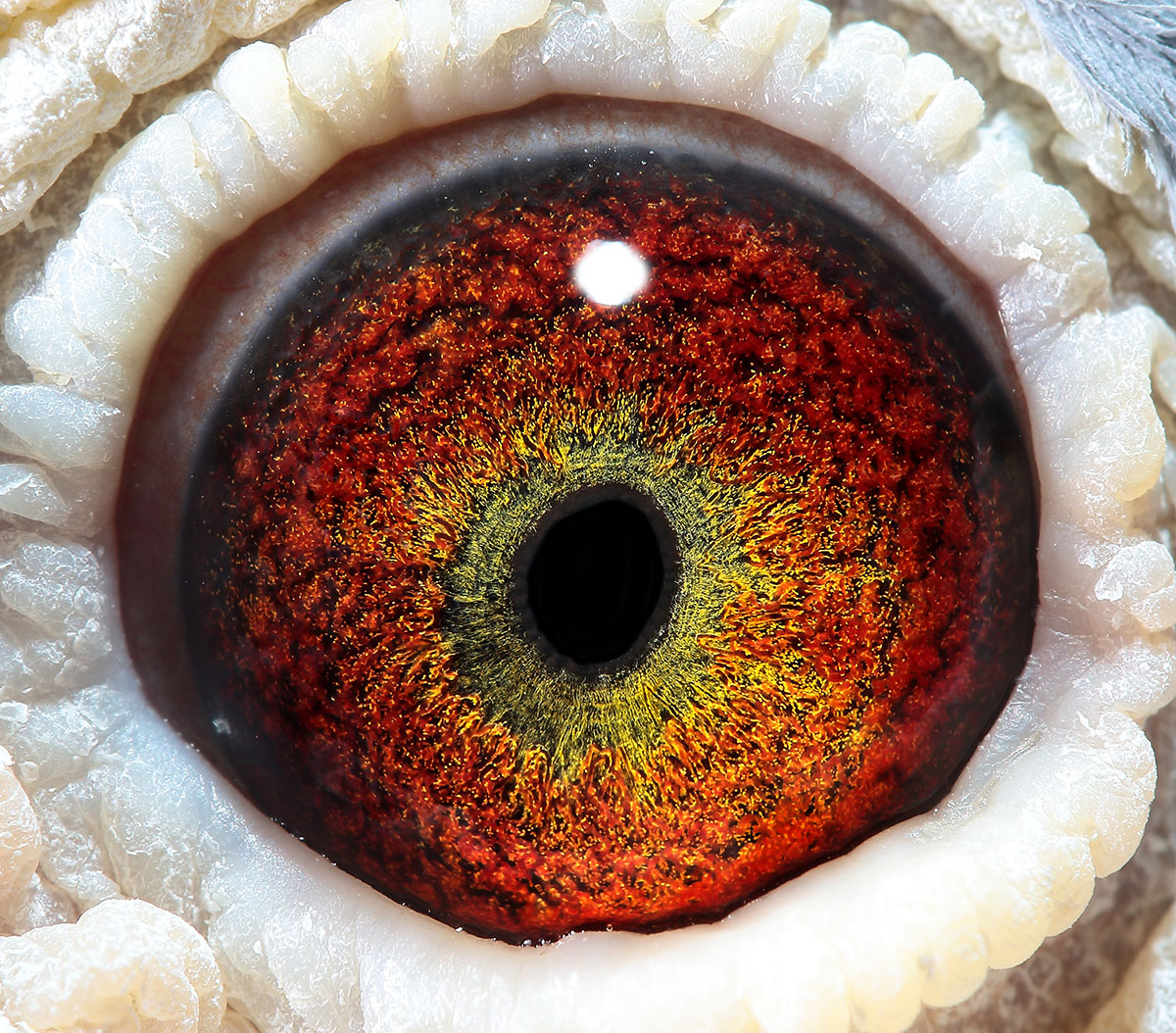 奶酪"里查德米尔号"