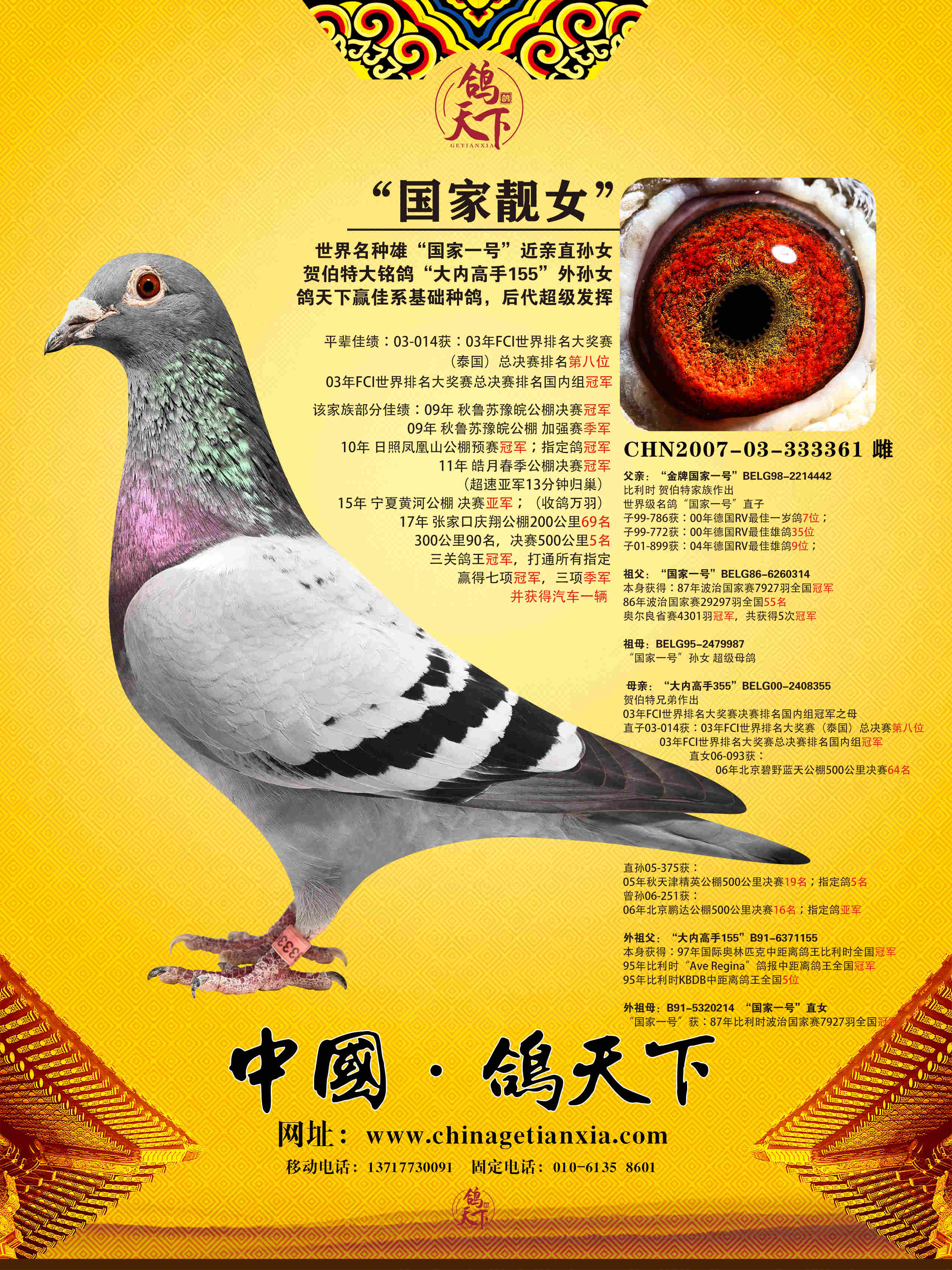 国家一号"国家靓女"_中国鸽天下_ ag188.com爱鸽商城_中国信鸽信息网