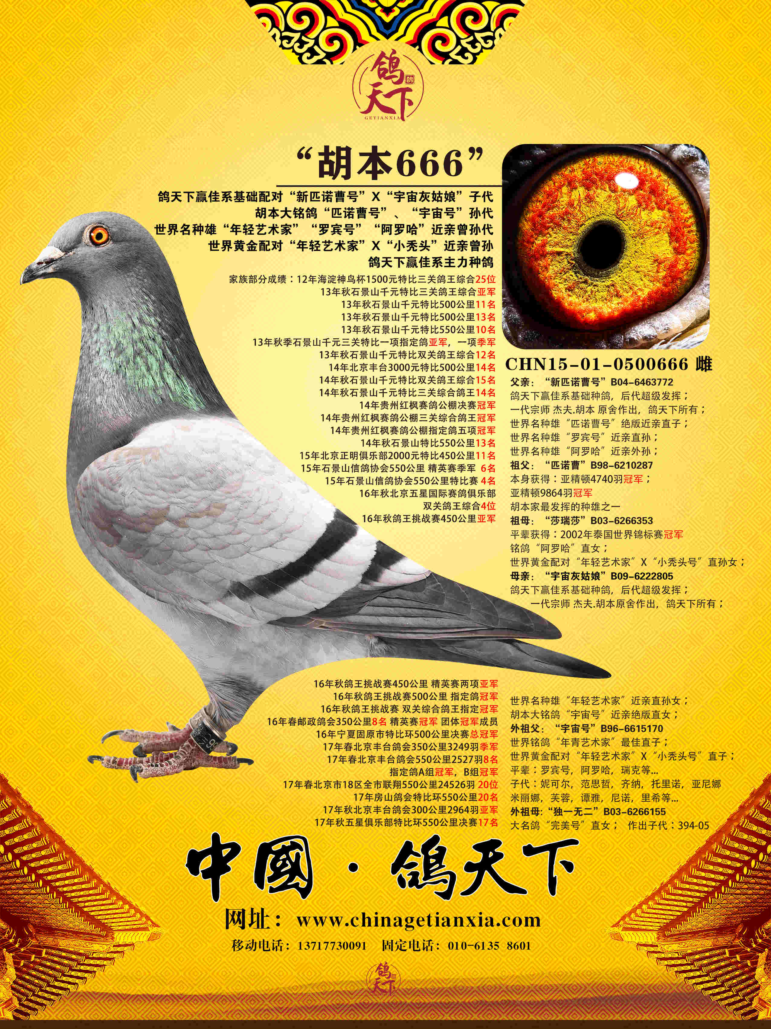 "胡本666"_中国鸽天下-中信网爱鸽商城