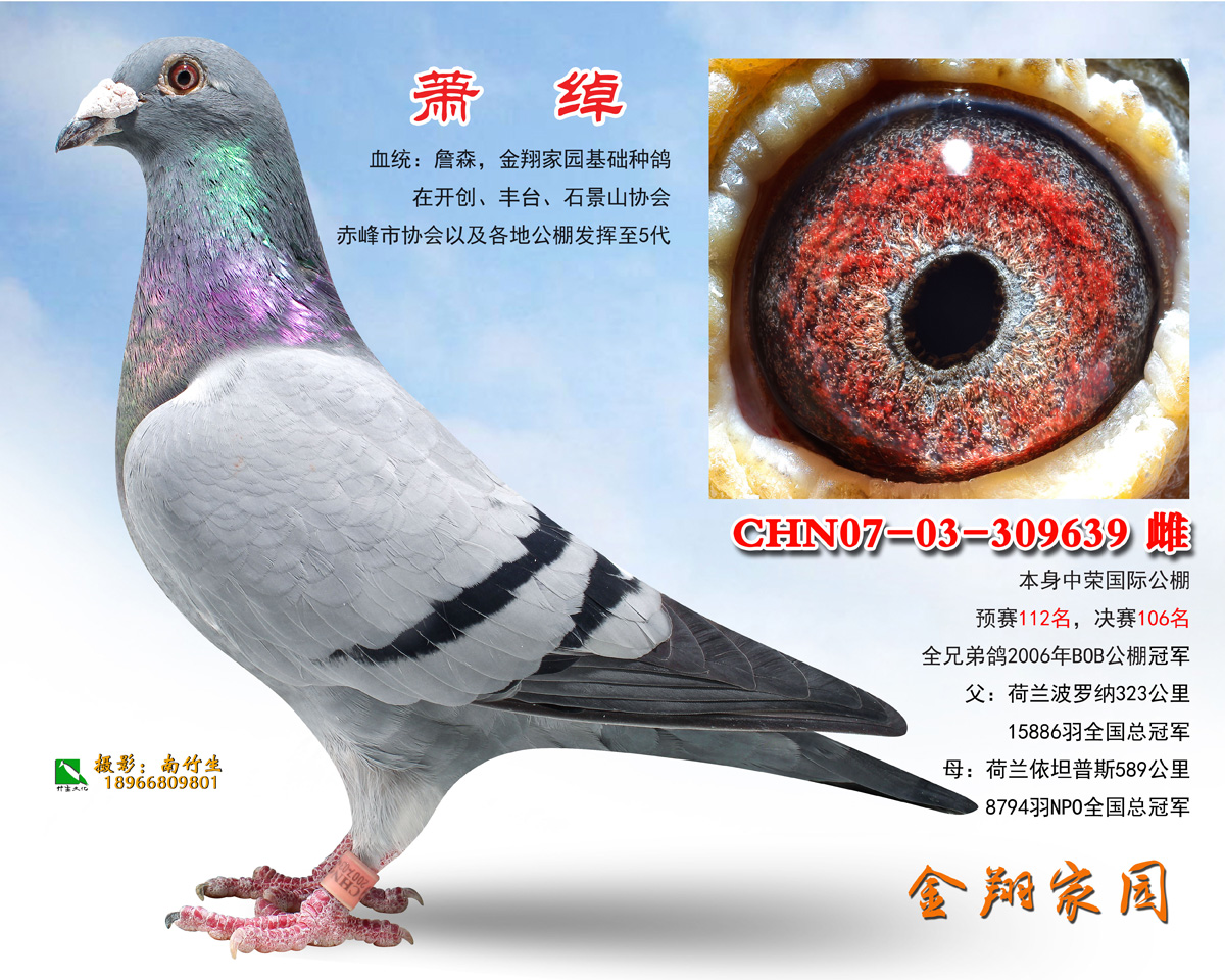 萧绰_内蒙金翔家园-中信网爱鸽商城
