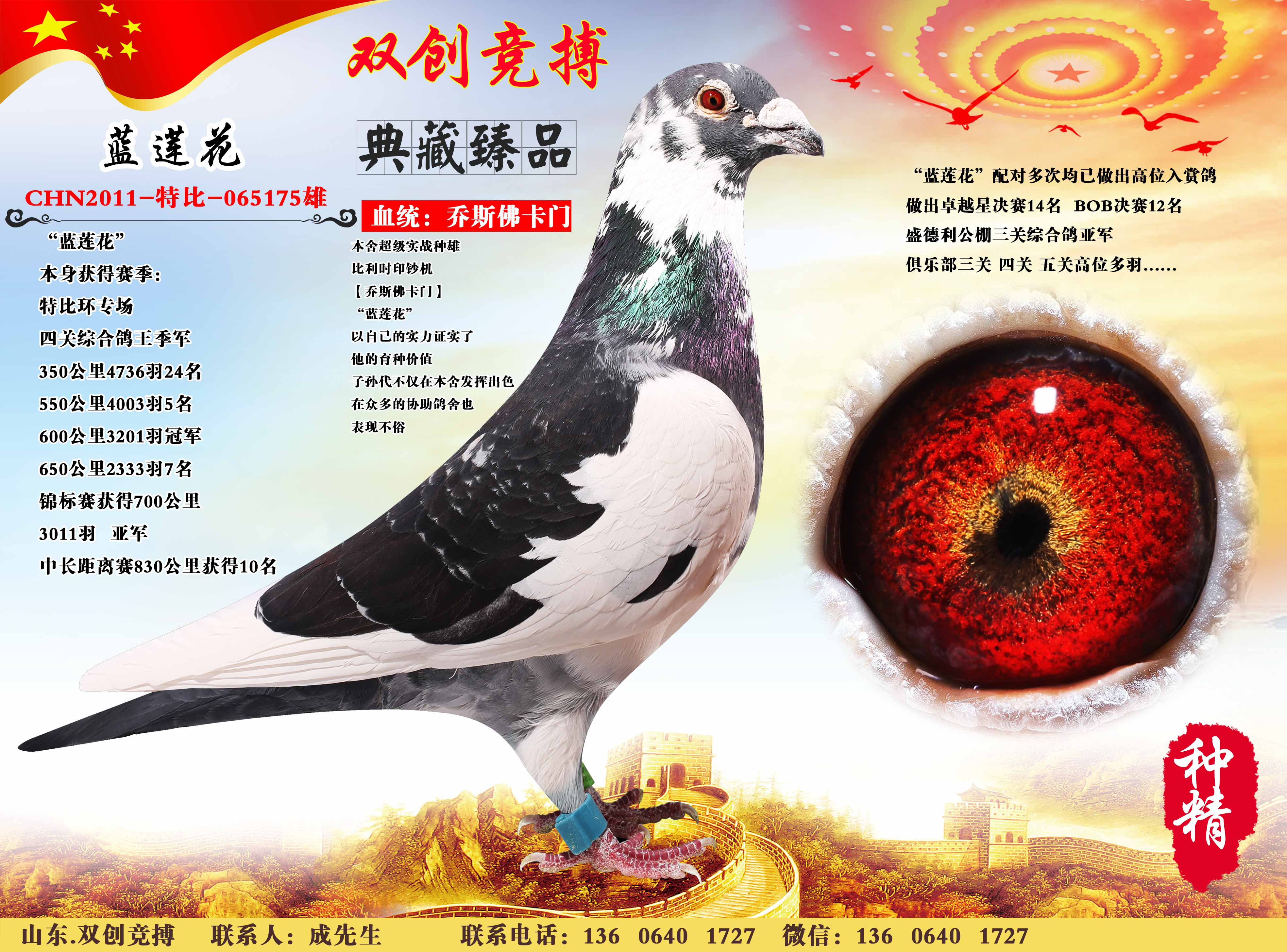 上海王强鸽舍种鸽欣赏图片