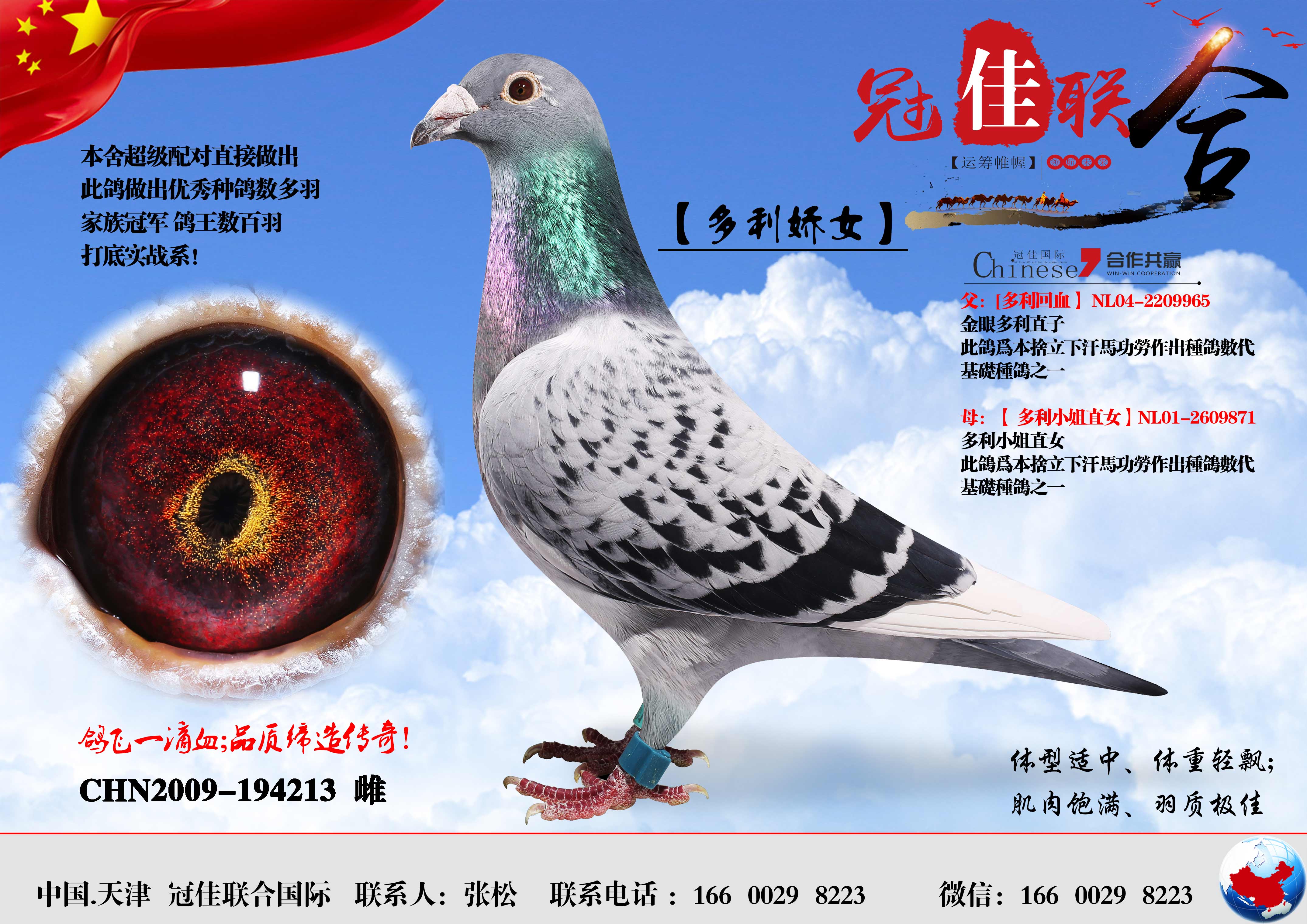 com爱鸽商城_中国信鸽信息网