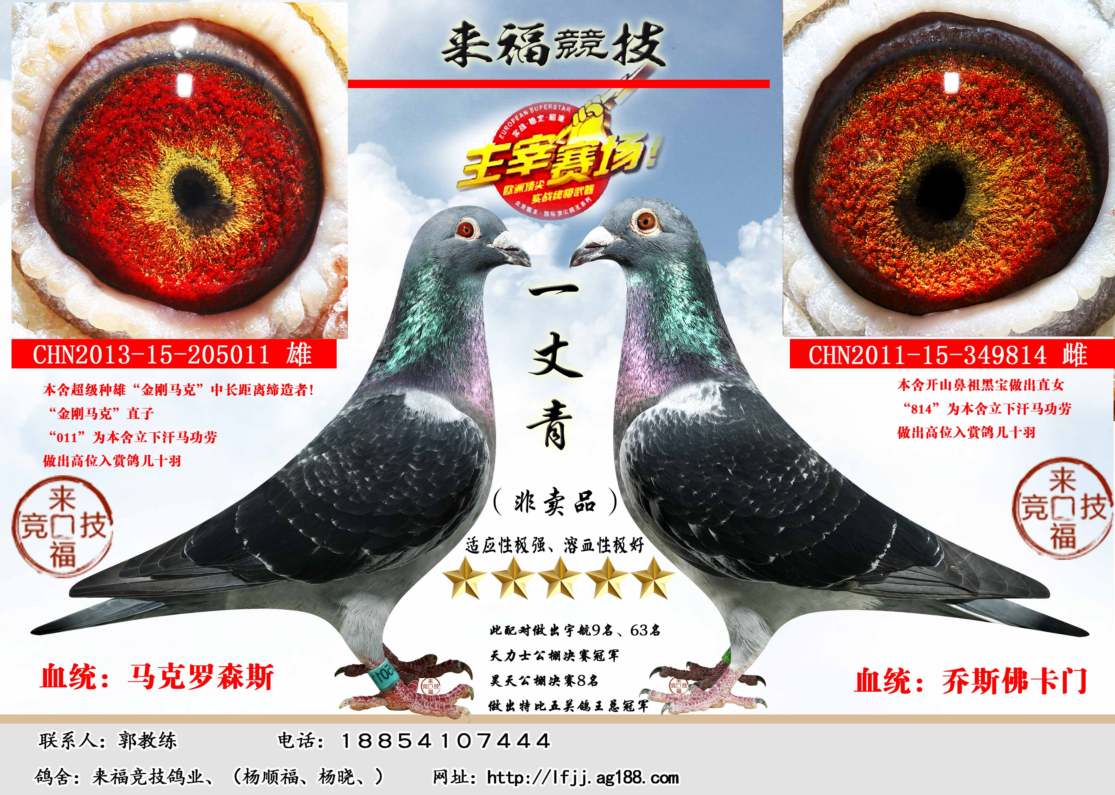 雄chn2011-15-349814 雌性 别:雌目 录:来福竞技===【配对组合】人