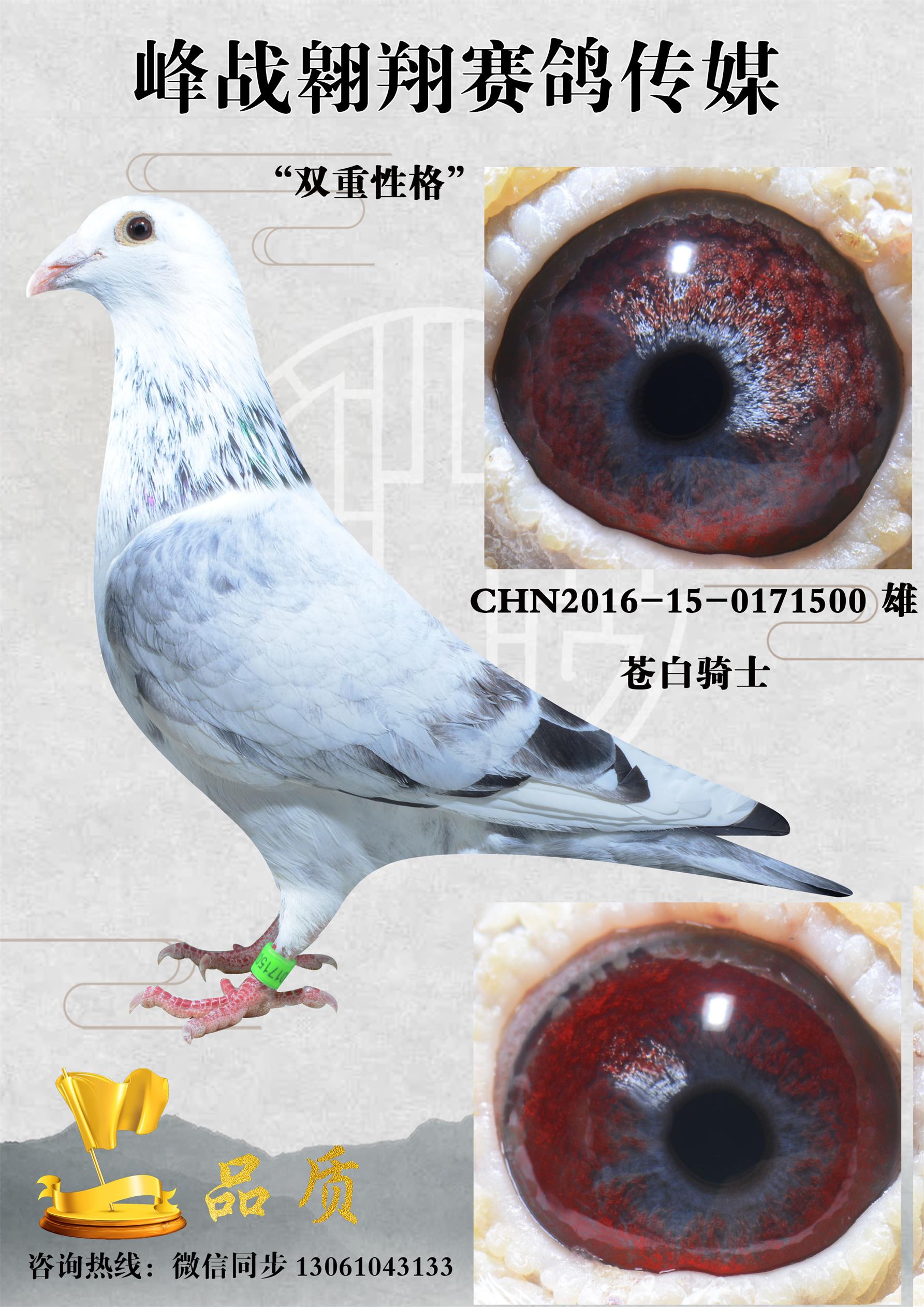 com爱鸽商城_中国信鸽信息网