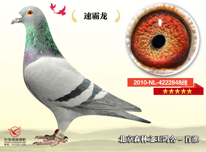 速霸龙_北京森林之王肖淮鸽舍_ ag188.com爱鸽商城_中国信鸽信息网