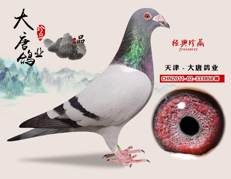 瓦特 灰鸽王孙女