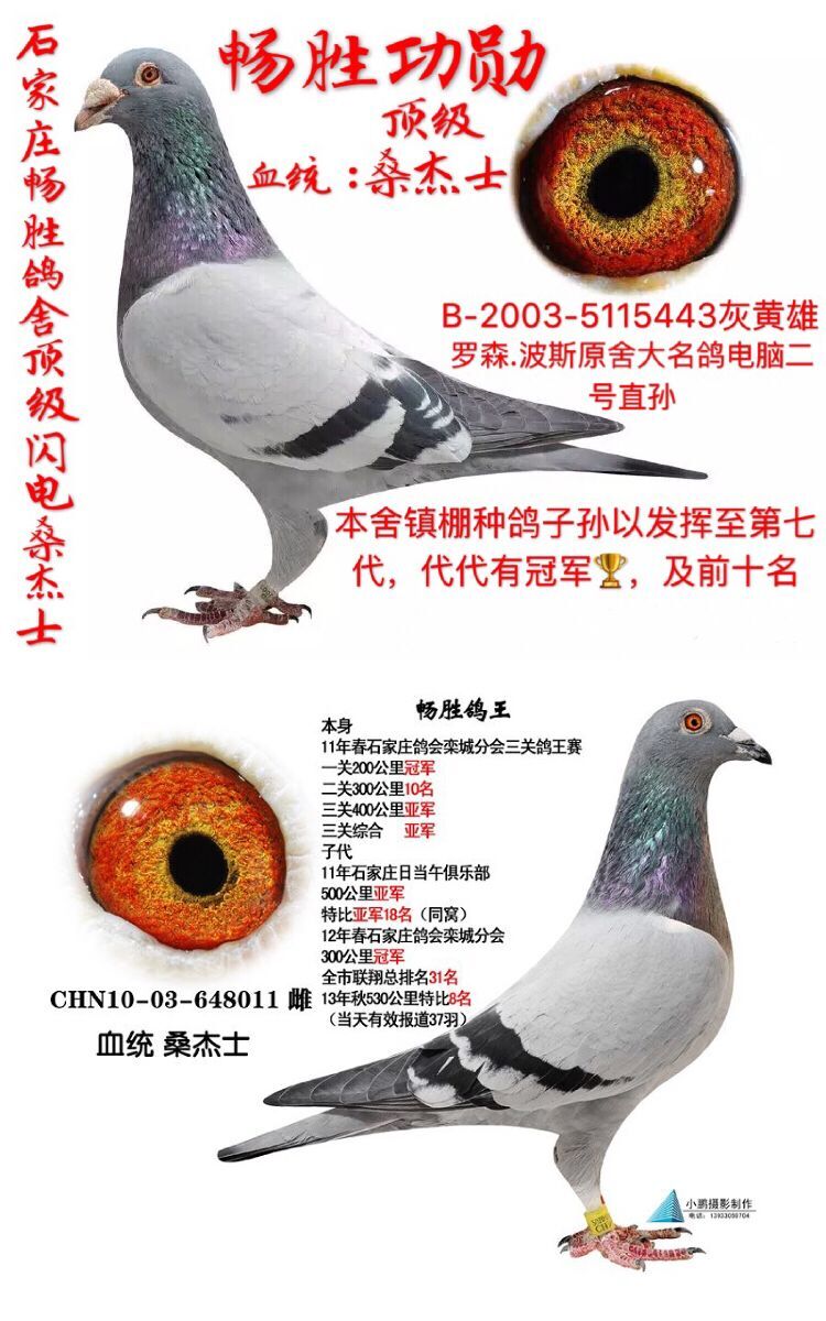 闪电桑杰士_石家庄畅胜鸽舍_ag188.com爱鸽商城_中国信鸽信息网