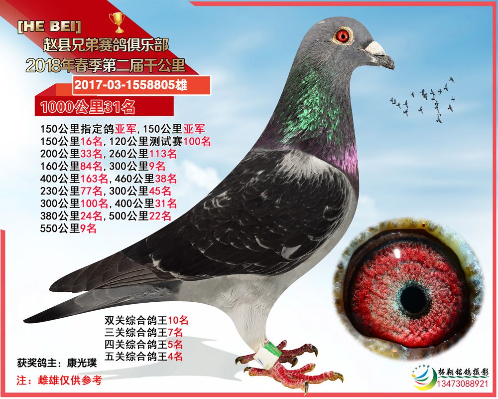 赵县俱乐部31_赵县兄弟赛鸽俱乐部_ ag188.