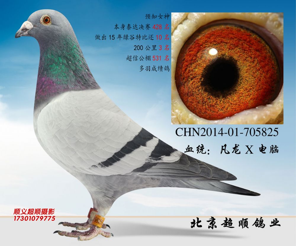 com爱鸽商城_中国信鸽信息网