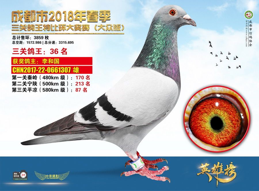 320组三关特比环鸽王36名_中国成都远程鸽舍-中信网爱鸽商城