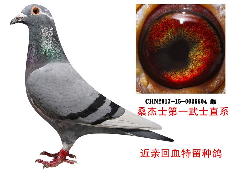 桑杰士