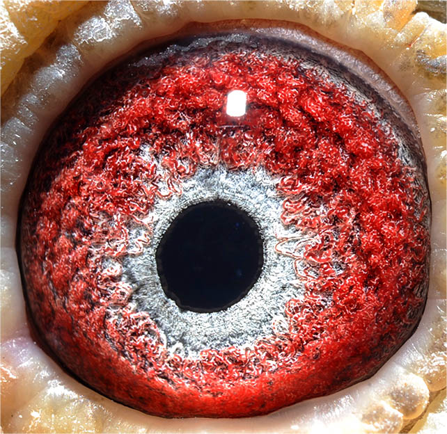 詹森-红狐-特留种鸽-095826