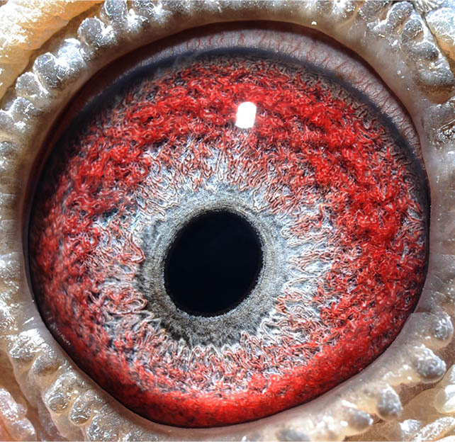 山西精英赛鸽传媒