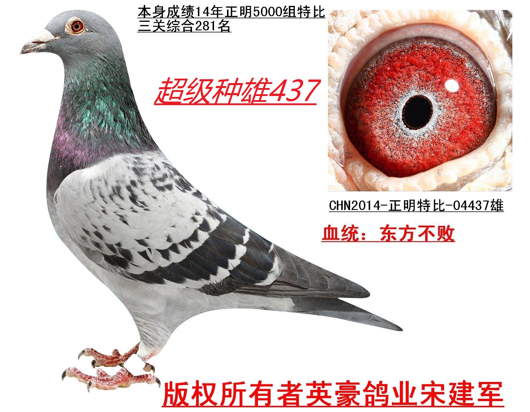 (已售出)东方不败超级种雄437