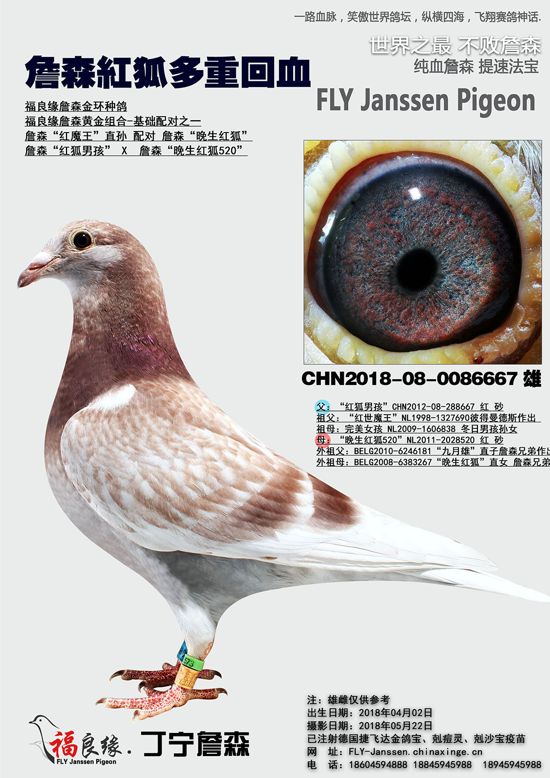 詹森红狐多重回血_福良缘詹森-中信网爱鸽商城