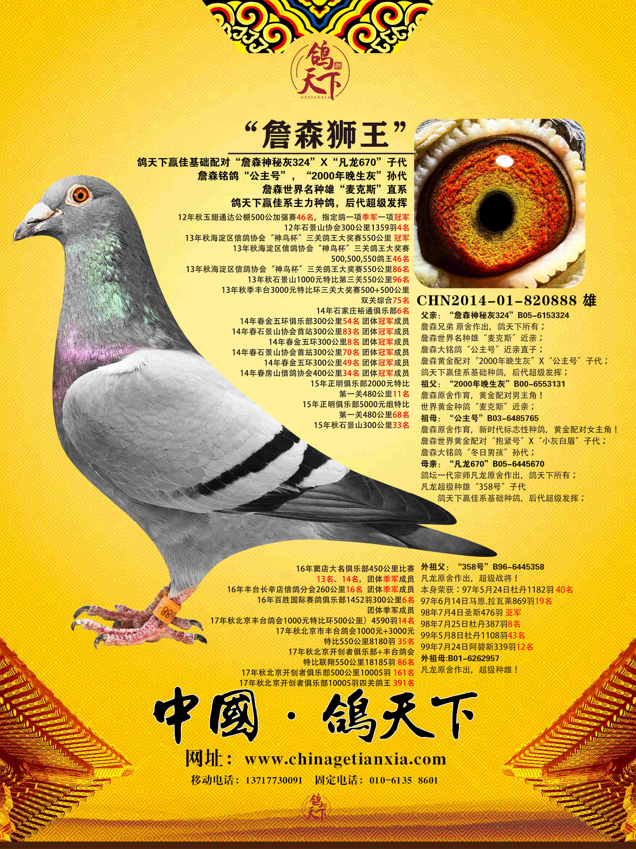 观赏鸽品种十大排行图片
