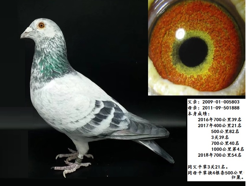 1000公里第4名 凡龙银色影子