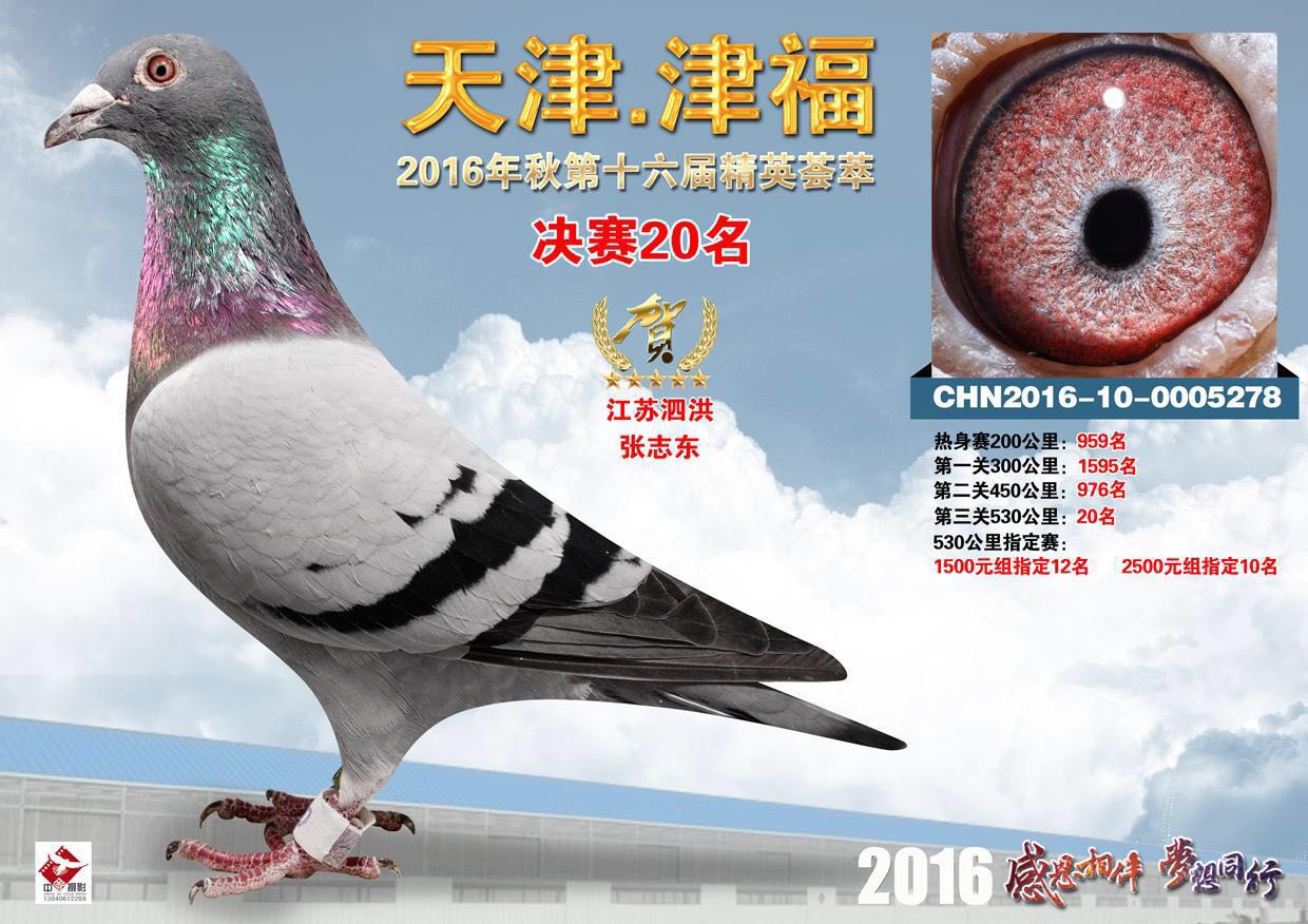 津福将军_东翔鸽业-中信网爱鸽商城