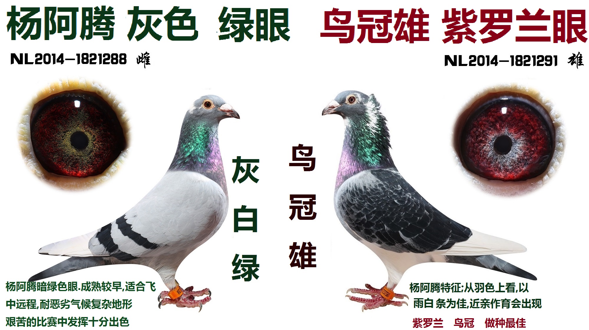 鳥冠雄,灰白綠