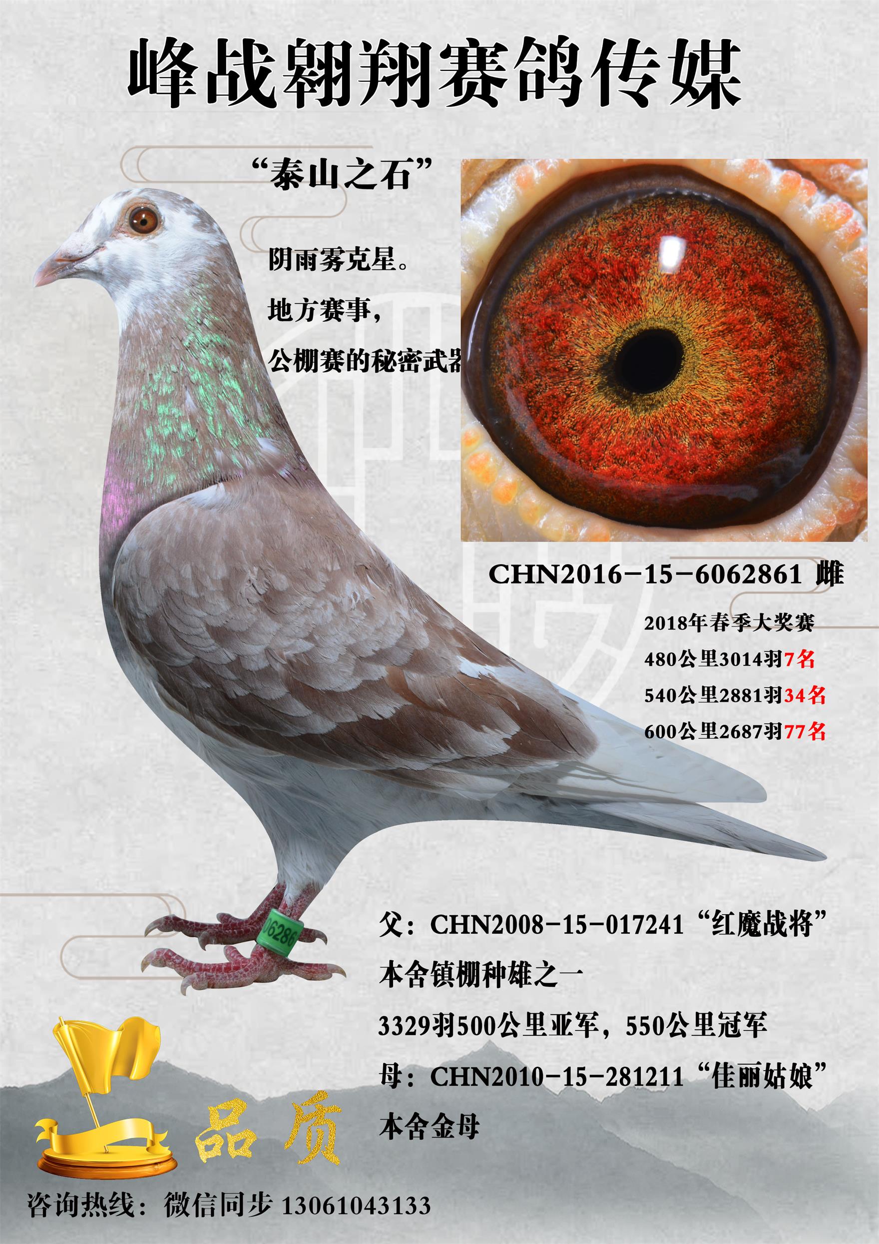 泰山之石_峰战翱翔鸽业_ ag188.com爱鸽商城_中国信鸽信息网