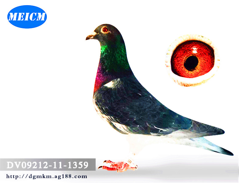 德国rv鸽王亚军_德国梅克姆信鸽商城_ ag188.