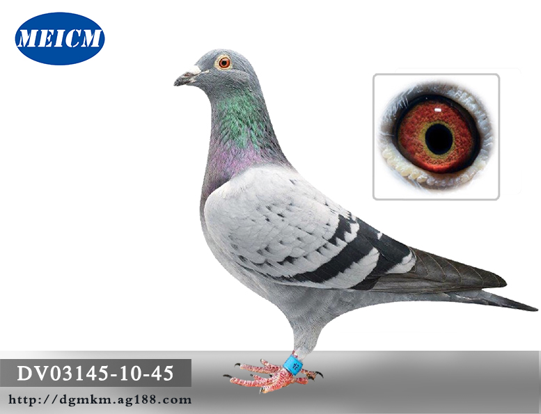 根特布朗格"无环号"直孙45_德国梅克姆信鸽商城_ ag188.