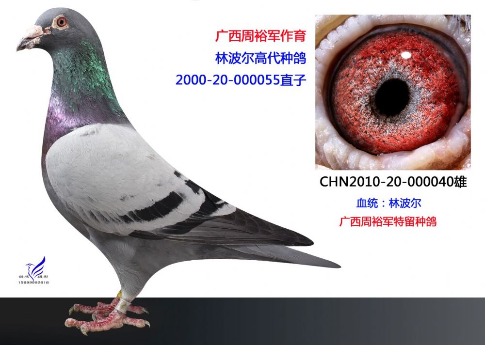 广西周裕军种鸽图片展图片