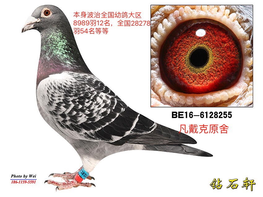 北京老炮鸽子照片图片