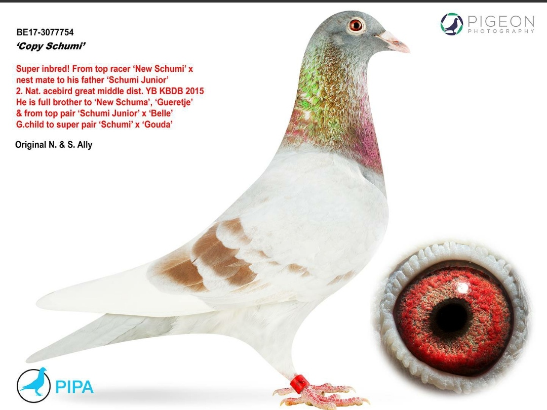 折桂号_北京志刚鸽舍_ ag188.com爱鸽商城_中国信鸽信息网