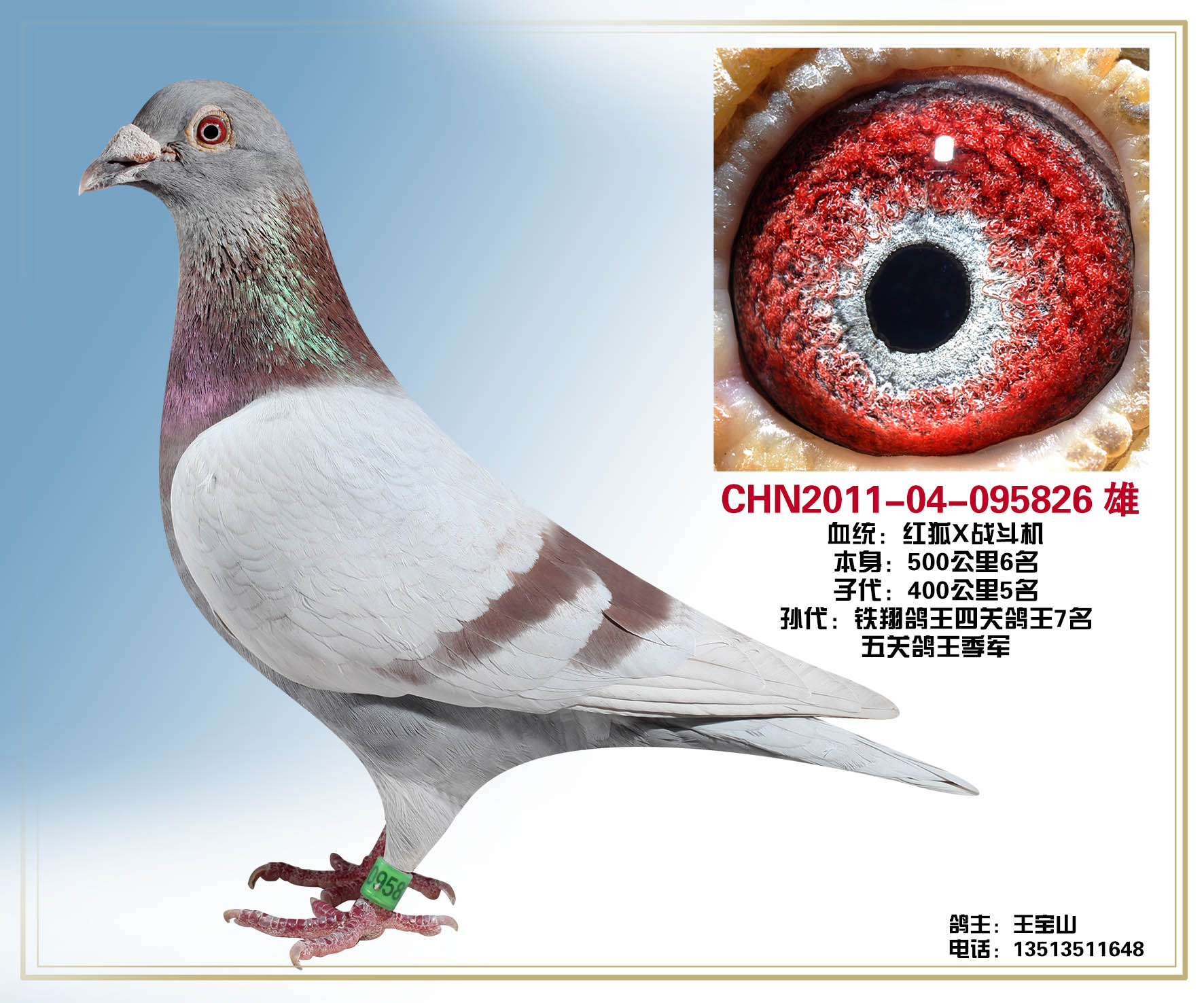 山西精英赛鸽传媒