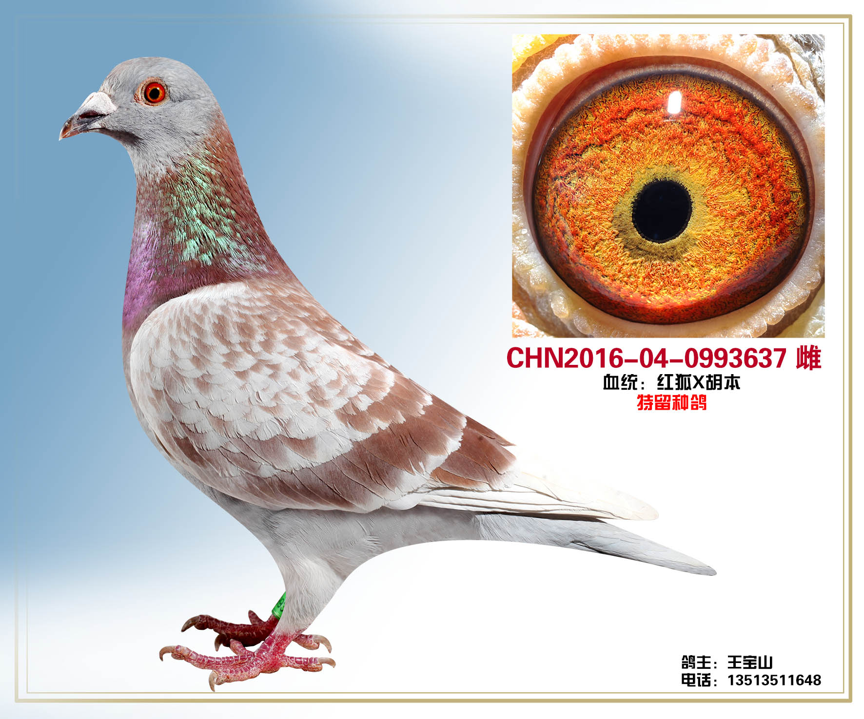 詹森-红狐-特留种鸽-0993637