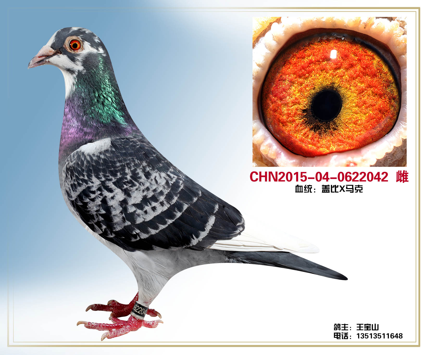 马克罗森斯-特留种鸽-0622042