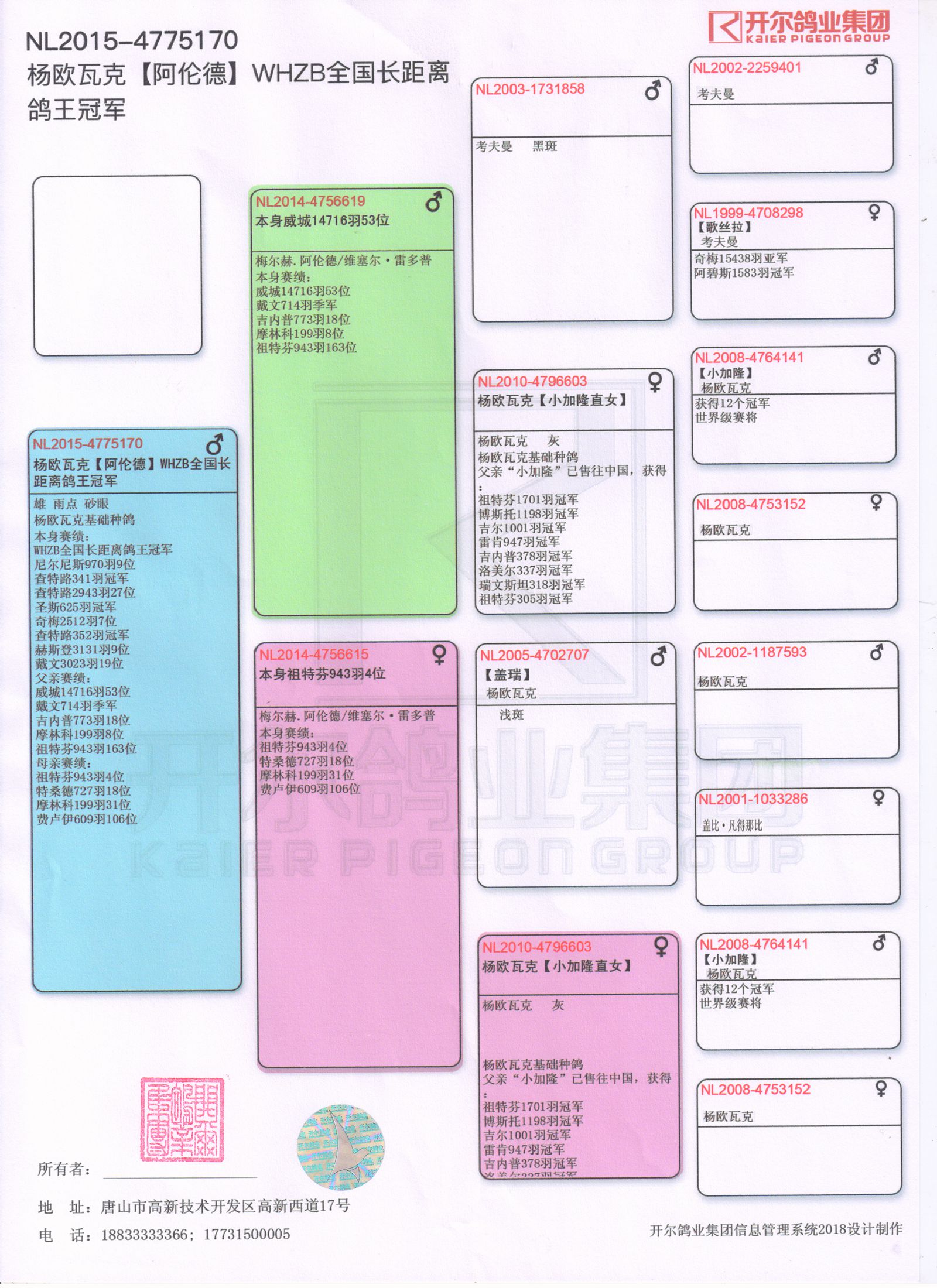 鸽子血统书制作样板图片