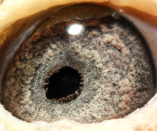 詹森家族【老白眼26次前十】