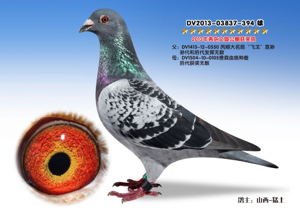 飞戈-特留种鸽-394
