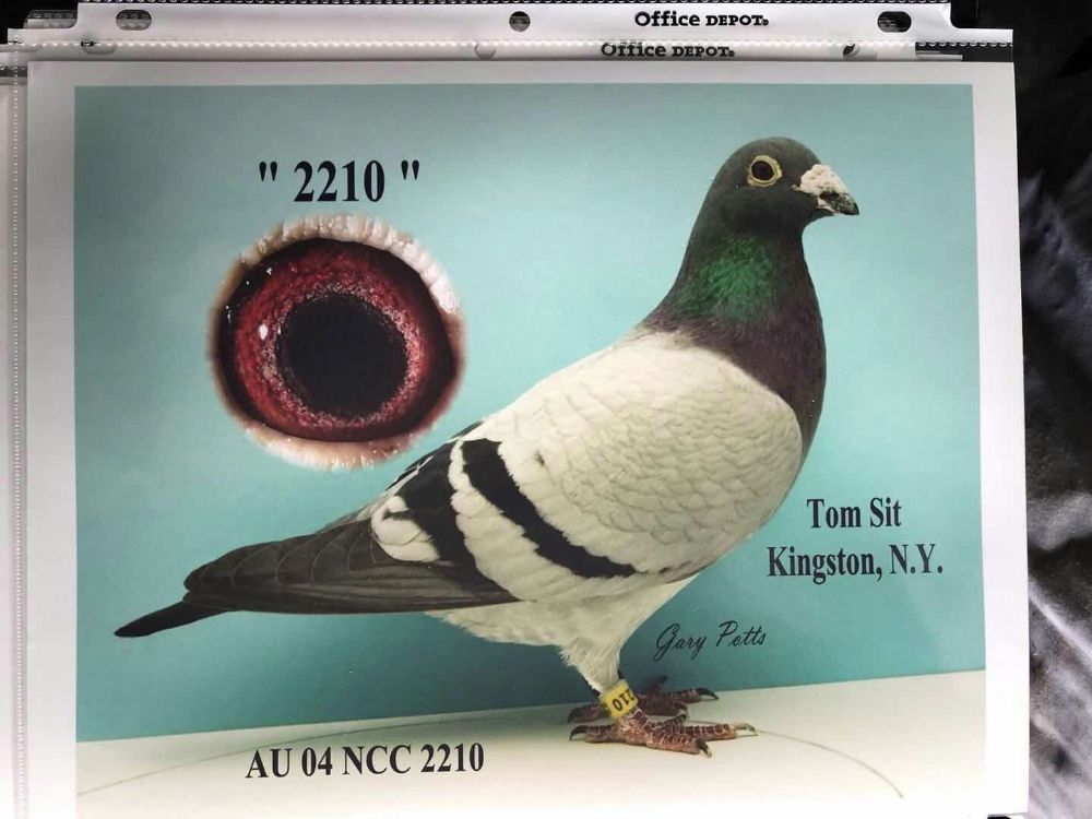 薛仲雅2210_国际赛鸽中转站_ ag188.com爱鸽商城_中国信鸽信息网