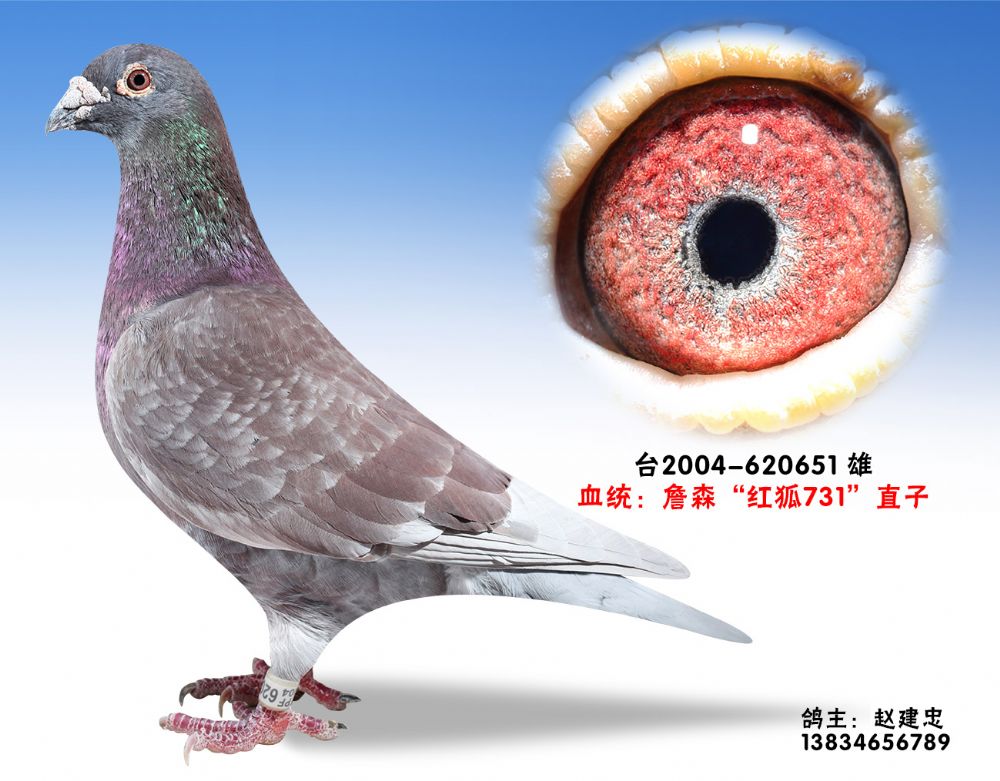 红狐731-特留种鸽-620651