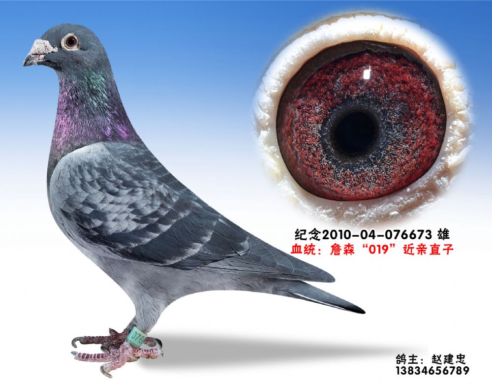 詹森019-特留种鸽-076673